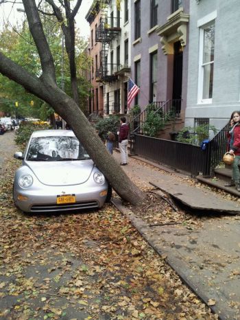 Brooklyn - This car is holding up the tree