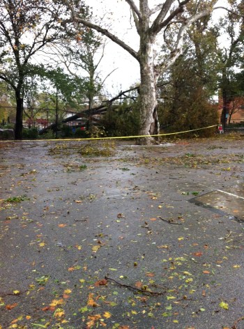 Brooklyn - a local playground is locked up as trees are uprooted and unstable